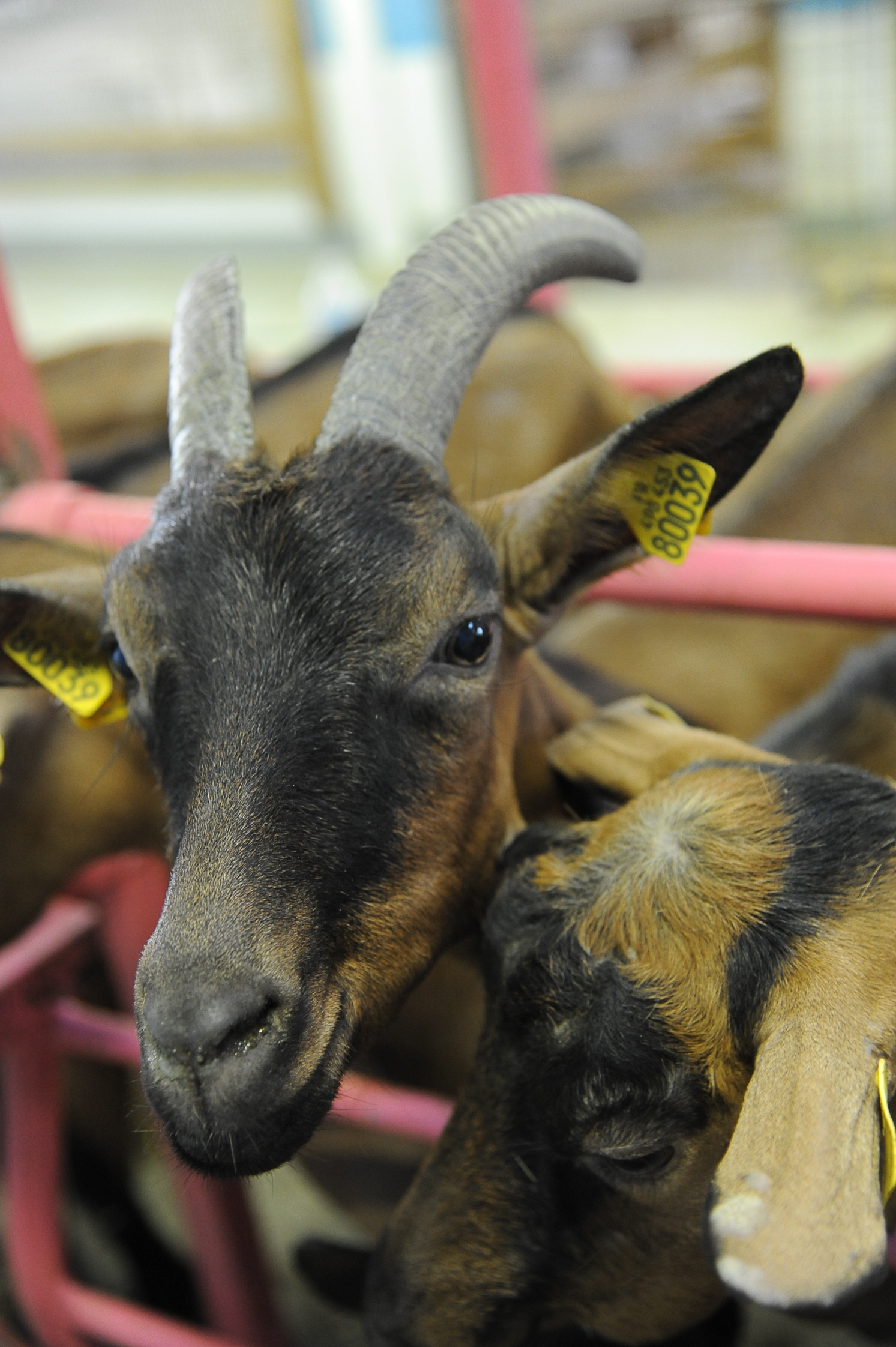 Chevrerie des terres chaudes - Dufour - Station fermiere Autun 71400 -1