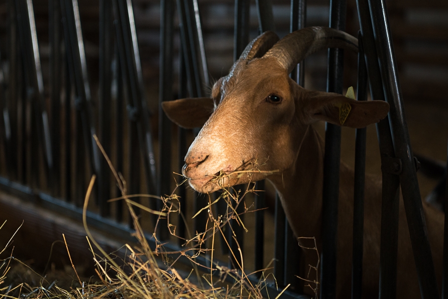 Chevrerie des terres chaudes - Dufour - Station fermiere Autun 71400 -5